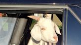 ‘Rogue goats’ wrangled into back seat of police car in Southwest Michigan
