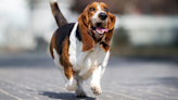 Basset Hound Lets It Be Known: She Only Walks for Treats