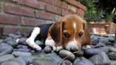 Abcarian: The seizure of thousands of mistreated beagles sparks unsettling questions about animal research