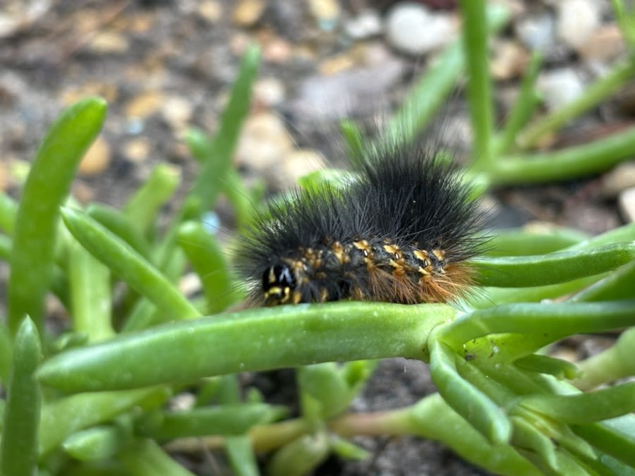 What are these invasive fuzzy black caterpillars taking over East Texas?