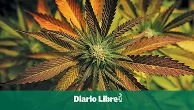 La DEA reclasificará la marihuana para declararla como menos peligrosa en un cambio histórico