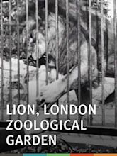 Lion, London Zoological Gardens (1896): Where to Watch and Stream ...