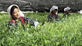 PHOTO: Top tea tradition | Honolulu Star-Advertiser