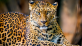 Video of ‘Ferocious Big Cats’ Rolling Around From Catnip Proves They’re Just Giant Kitties