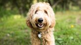 Doodle dogs: Popular breeds and do they make good pets?