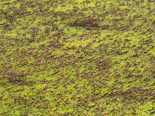 The ‘world’s largest mammal migration’ happens here every year. War means no one knows about it