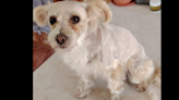 Appeal for missing dog in Leitir - have you seen Princess? - Donegal Daily