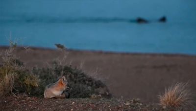 Patagonia mágica: fue a la playa en Puerto Madryn, vio a las ballenas tan cerca, al zorro mirándolas y filmó un épico video - Diario Río Negro