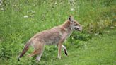 How geography and city planning have made Edmonton a beacon for urban wildlife