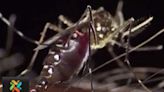 Costa Rica registra aumento de 329% y alcanza los 15 mil contagios de dengue en 2024 | Teletica