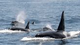 Why are killer whales going 'Moby-Dick' on yachts lately? Experts doubt it's revenge