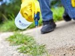 How to Make Weed Killer: 6 Methods That Are Both Natural and Effective