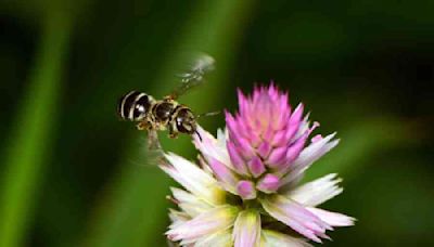 A Slap of a Honeybee’s Wings...... sends ant invaders flying away