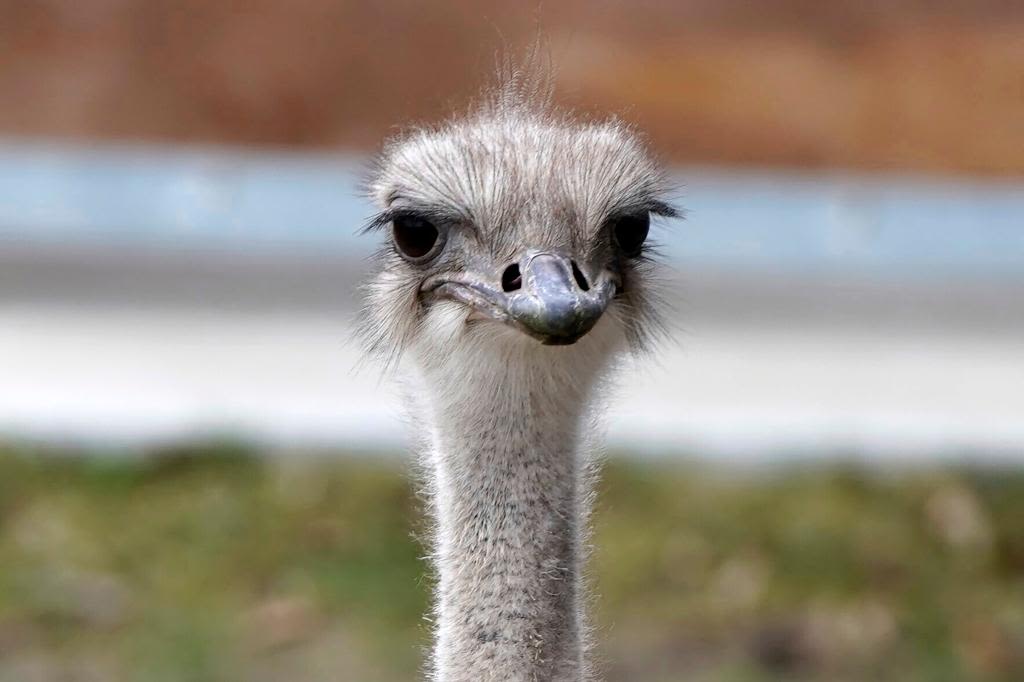 Beloved ostrich at Kansas zoo dies after swallowing worker’s keys