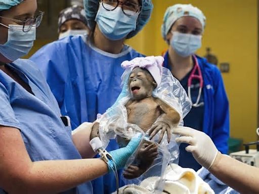 Baby orangutan born at Tampa’s Busch Gardens via C-section was a rare feat