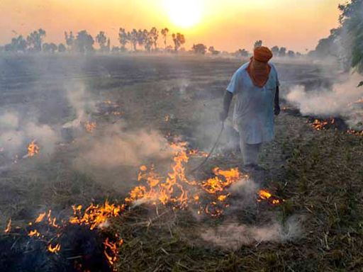 Air pollution: How Centre's plan to tackle paddy stubble burning is showing results