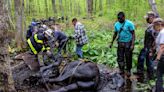 Rescuers free 2 horses stuck in the mud in Connecticut