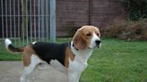 Beagle breeding company to pay record $35 million in fines after guilty plea