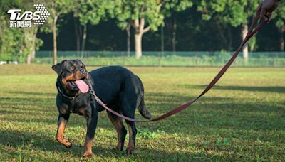 愛犬被咬！女飼主救援遭絆倒氣喘發作 他沒繫繩慘賠3萬