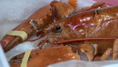 Rare orange lobster accidentally delivered to Red Lobster restaurant