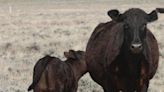 Home on the range: Cattle, climate, and conservation