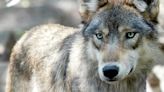 DNR: Wisconsin wolf population declined since hunt but still healthy