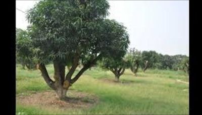 Sector-20, Panchkula, residents running pillar to post to save ‘mango orchard’