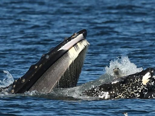 Sorprendente momento en FOTO: ballena jorobada casi se traga a una foca en pleno tour