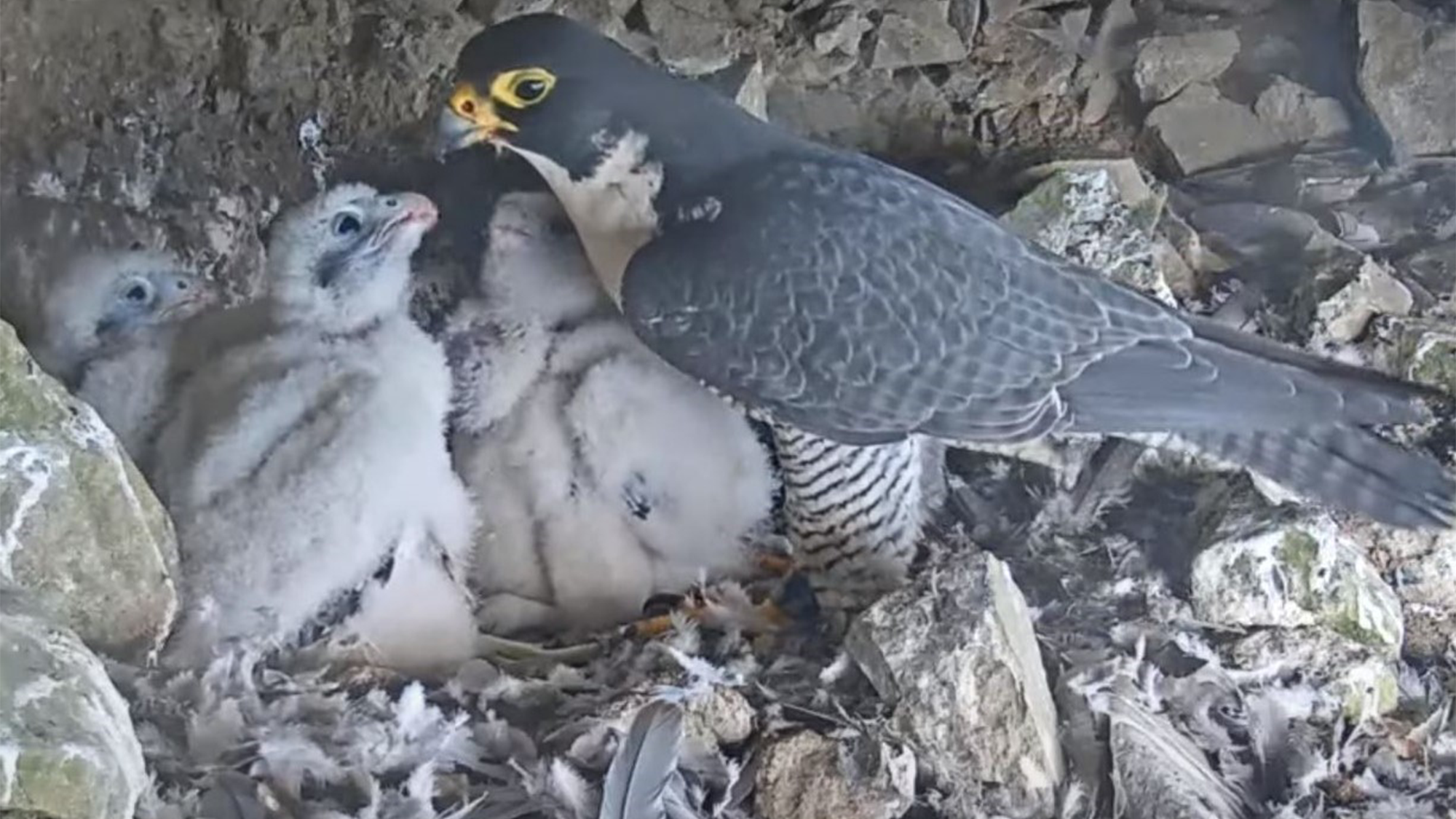 Watch four Peregrine falcon chicks in a nest on Alcatraz Island