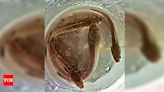 Man caught smuggling rare snakehead fish | Guwahati News - Times of India