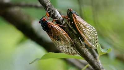 A fungus is turning cicadas into horny zombies — but don’t panic