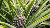 Surprising Benefits of Pineapple