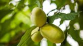 How to Plant and Grow Pawpaw Trees