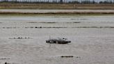 'Cocodrilos' hinchables en l'Albufera para proteger el arroz de los flamencos