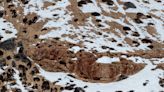 You have 20/20 vision if you can find the leopard in the snow within 10 seconds