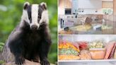 Badgers wrecking garages - the oddest insurance claims revealed