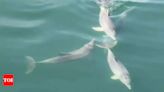 Wave a hello: Gujarat's dolphin count jumps 200% in two years | Ahmedabad News - Times of India