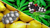 High Hopes: How d-Limonene Curbs the Anxiety of THC