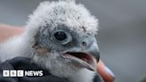 Sheffield: Three peregrine chicks fledged at city university