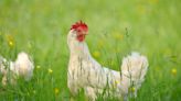 Chicken clucks reveal whether birds are happy or sad