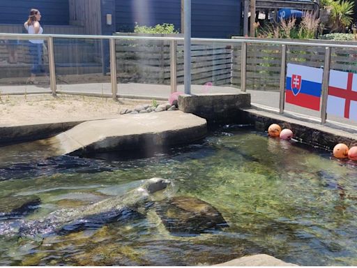 WATCH: ‘Psychic seal’ predicts England win in Euros