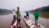 In the Amazon, a giant fish helps save the rainforest