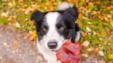 104 Fall Dog Names Perfect For Any Autumn Pup