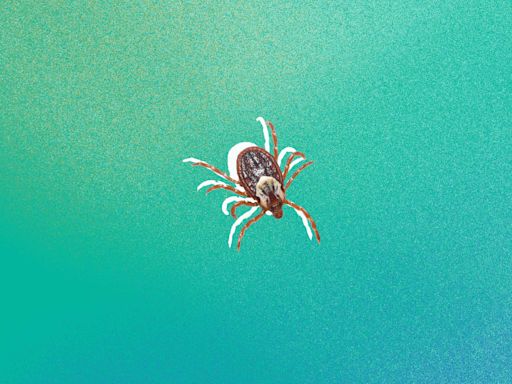 9 Expert Tips for Getting Rid of Ticks in Your Yard