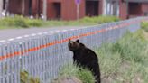 In Japan, Bear Attacks Surge as Authorities Warn Hikers Away