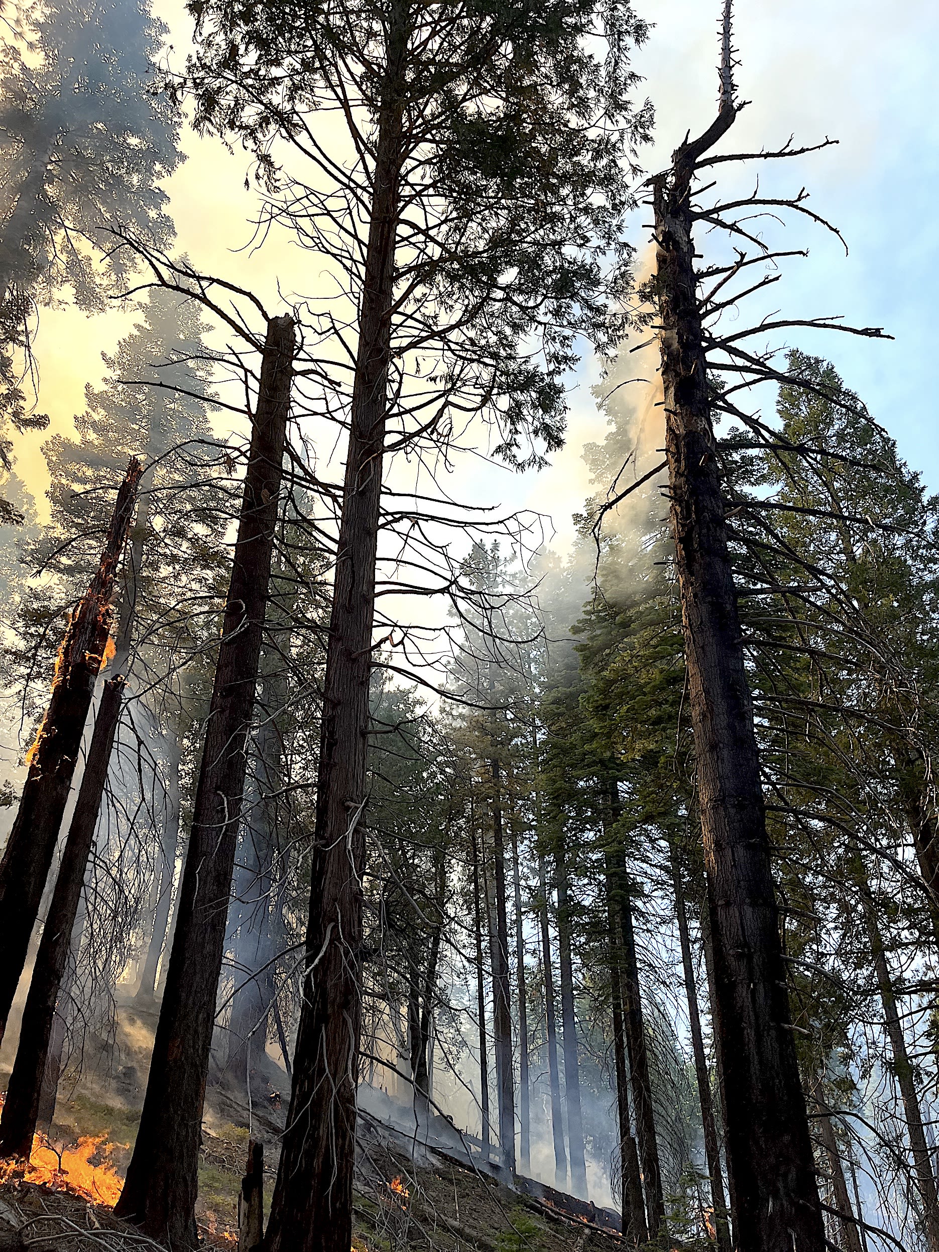 Sierra forest fire growing slowly near Yosemite