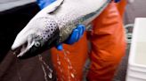 B.C. First Nations claim fish farm licences infringe upon Aboriginal fishing rights