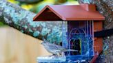 I Made a Smart Bird Feeder for Under $100—and Can See Who Visited on Camera