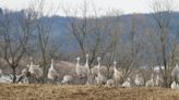 Wayne County leads the way in first official Ohio sandhill crane count with 84 birds