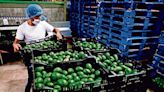 México confirma cierre exitoso del mecanismo laboral T-MEC contra firma de guacamole, RV Fresh Foods